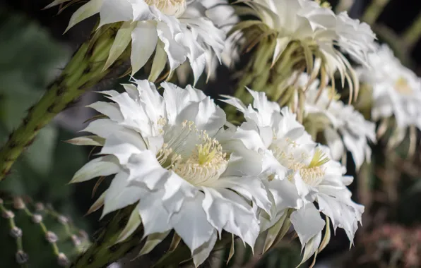 Cacti, White, Zverok