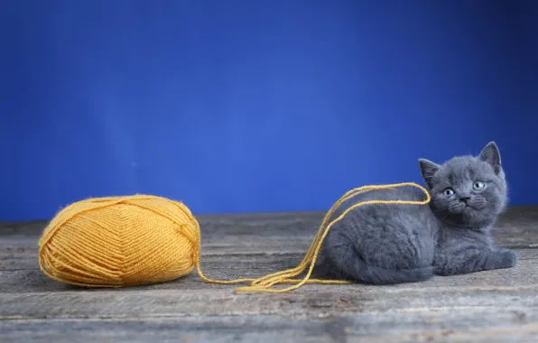 Cat, tangle, kitty, grey, Board, wool, baby, lies
