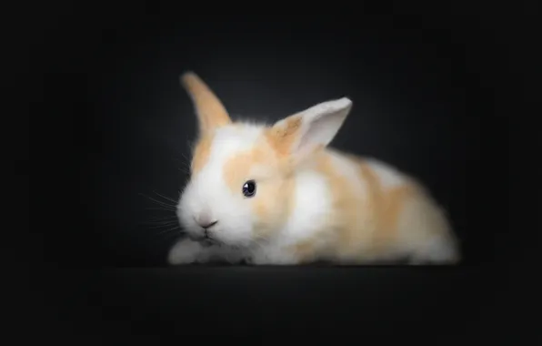 Rabbit, baby, black background, rabbit