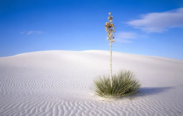 Sand, desert, Bush