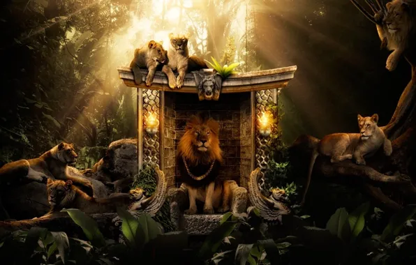 Jungle, chain, Lions, jungle, the throne, lions