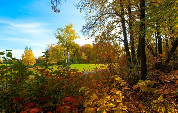 Picture autumn, forest, the sky, leaves, trees, Park