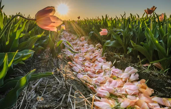 Field, leaves, the sun, rays, light, flowers, dawn, spring