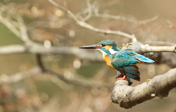 Branches, bird, wings, stroke, blue, Kingfisher