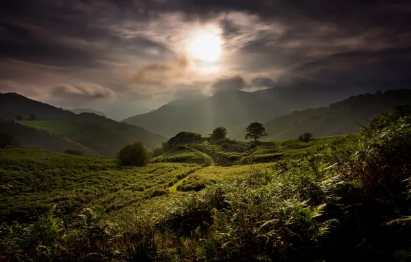 Greens, summer, the sky, the sun, clouds, rays, light, landscape