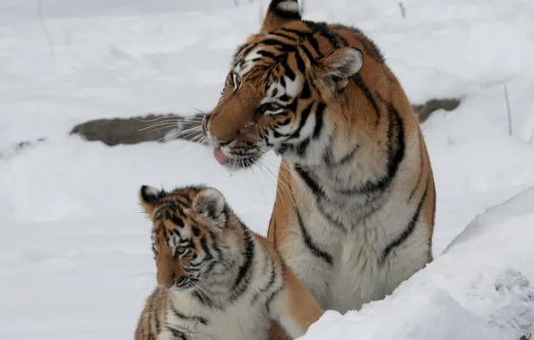 Cat, snow, tiger, family, pair, cub, kitty, tigress