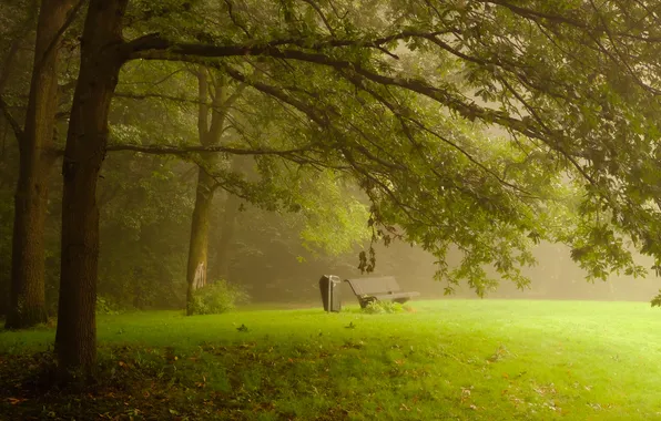 Grass, trees, bench, branches, Park, lawn, shop