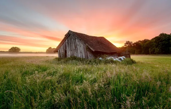 Picture field, fog, home, morning