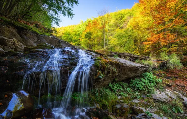 Picture autumn, forest, leaves, trees, yellow, stones, rocks, foliage