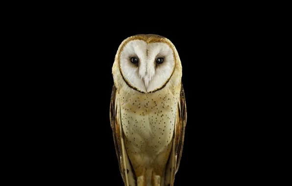 Animals, nature, birds, owl, simple background
