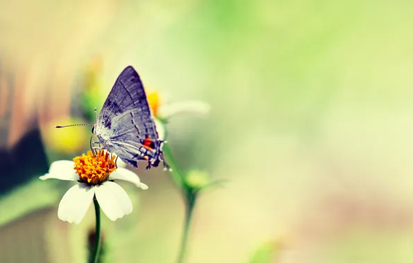 Flowers, butterfly, razmytost