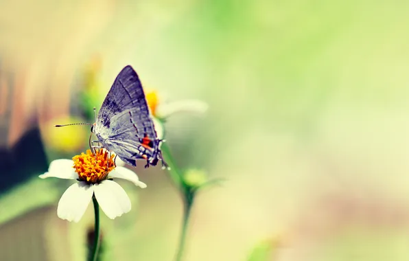Picture flower, butterfly, razmytost