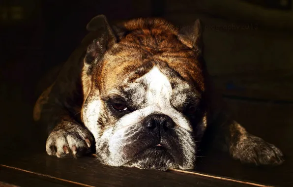 Look, each, dog, Bulldog