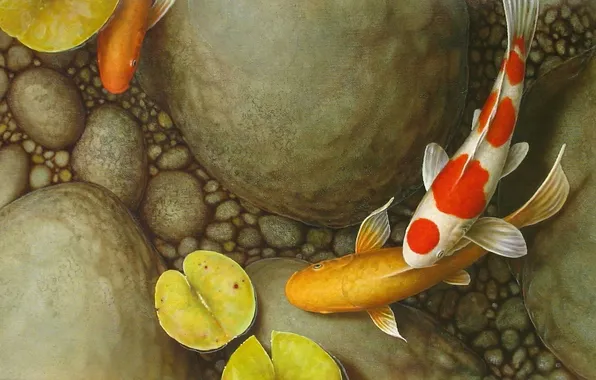 Leaves, fish, pebbles, pond, stones, picture, art, Lily