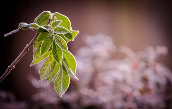 Leaves, branches, nature