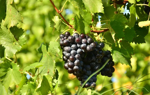 Leaves, grapes, bunch, Sunny