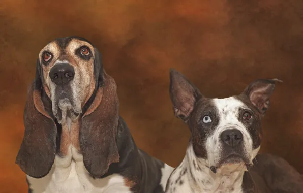 Picture dogs, pit bull, the Basset hound