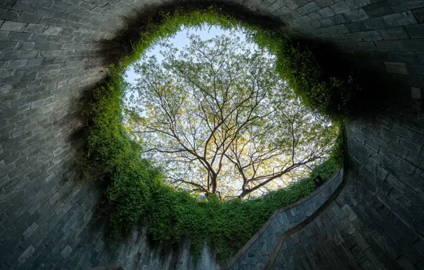 Wall, round, Tree, ladder