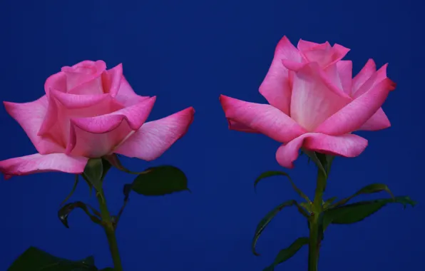 Picture background, roses, Duo, two roses