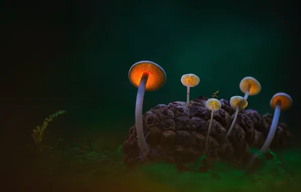 Picture forest, grass, macro, mushrooms, bumps