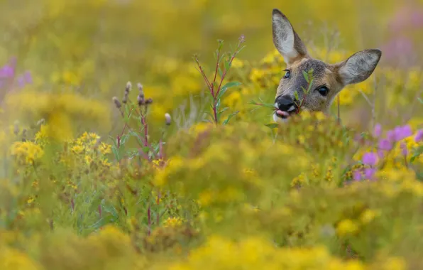 Field, summer, grass, look, face, flowers, nature, pasture