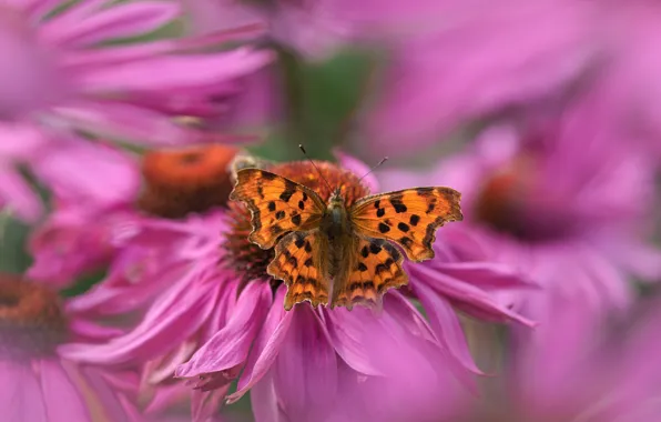 Summer, macro, flowers, butterfly, orange, blur, petals, garden