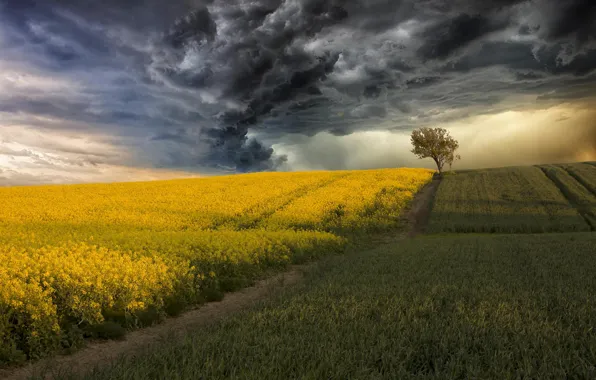 Picture the storm, field, clouds, tree, corn, rape