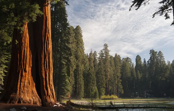 Picture forest, the sky, clouds, trees, landscape, nature, lake, height