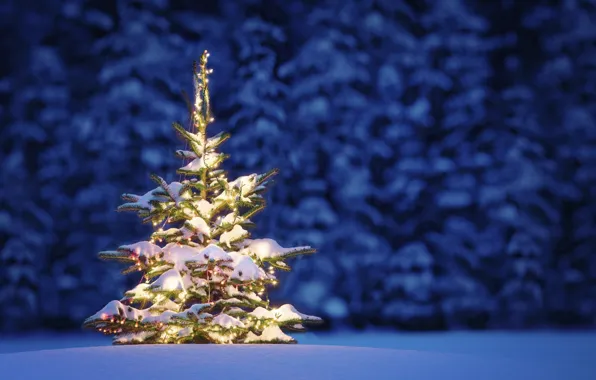 Winter, snow, trees, landscape, night, nature, Christmas, Christmas