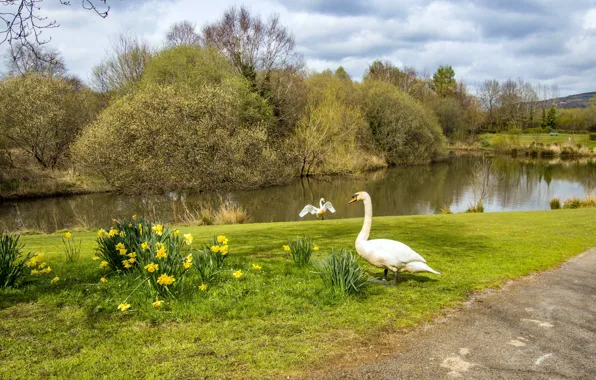 Wallpaper swans, shore, daffodils, pond, spring, bird