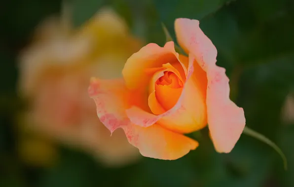 Macro, rose, orange, Bud