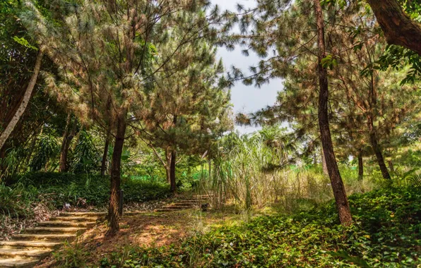 Trees, garden, ladder, Singapore, steps, Botanic Gardens