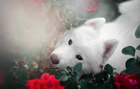 Look, face, leaves, light, flowers, branches, background, portrait