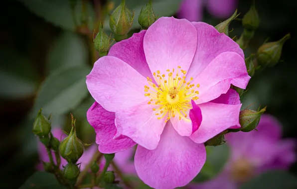 Flower, macro, pink, rose, briar, buds