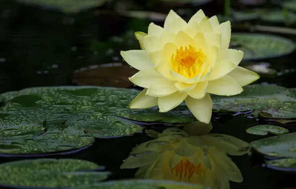 Flower, leaves, pond, pond, yellow, Nymphaeum, water Lily
