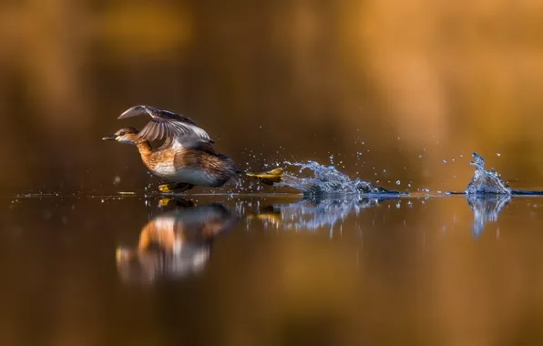 Water, reflection, duck, run
