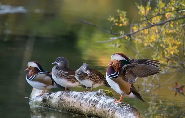 Autumn, water, birds, branches, pond, shore, foliage, duck