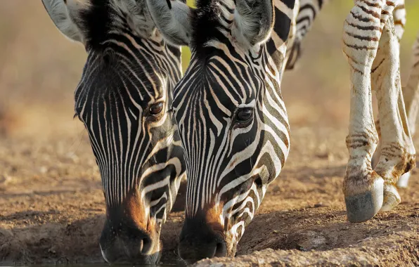 Pair, muzzle, Zebra