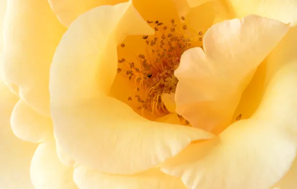 Picture macro, rose, petals, yellow rose