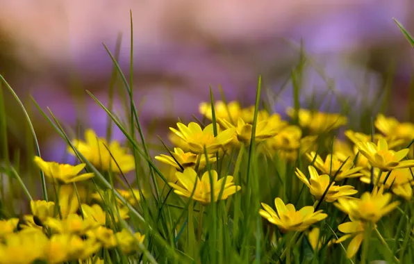 Summer, grass, glade, yellow flowers