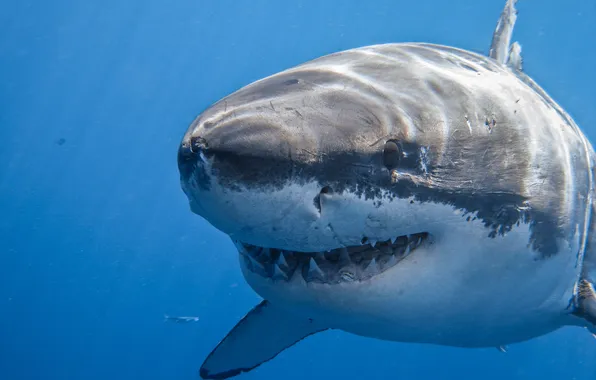 Sea, predator, shark, mouth, white