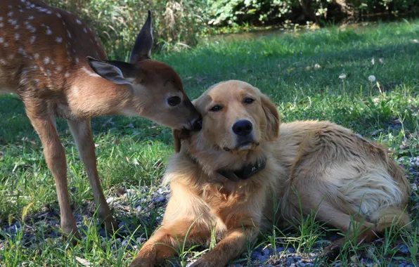 Nature, dog, deer