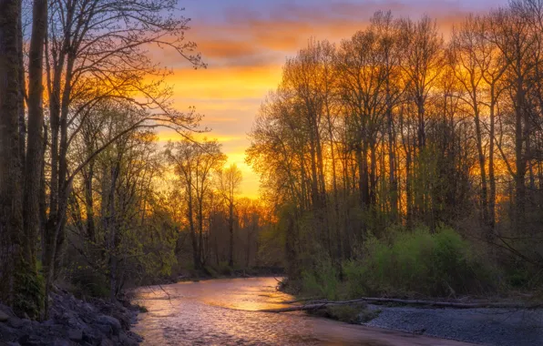 Picture Sunset, River, Cedar