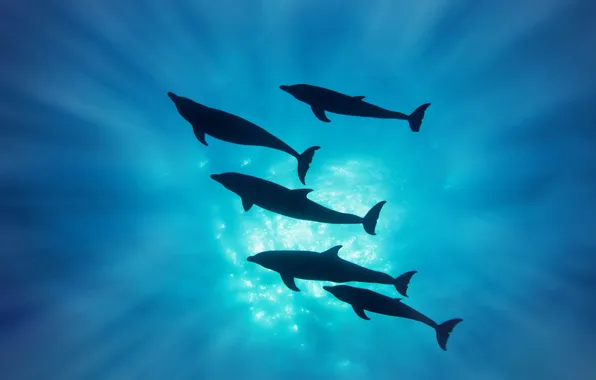 Rays, silhouette, dolphins