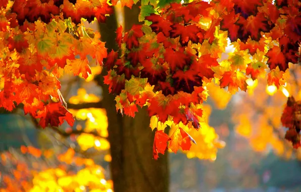 Autumn, leaves, tree, maple