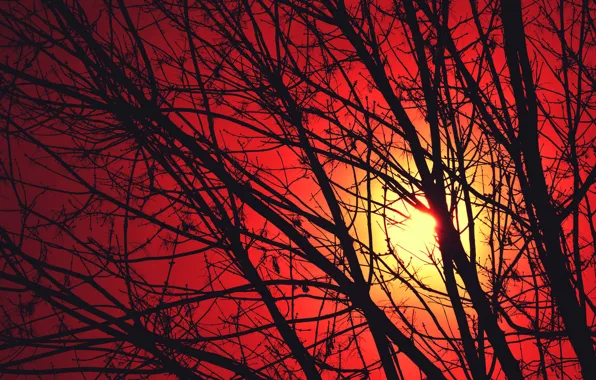Picture the sun, trees, sunset, branches, glow