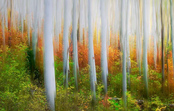 Autumn, forest, trees, Utah, USA, grove, Iron CanyonTrail, Park City