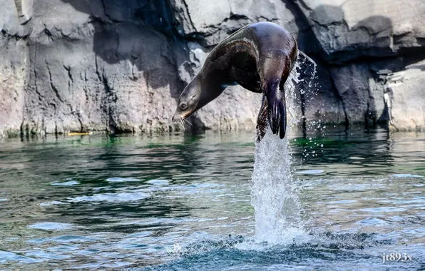 Water, squirt, jump, California sea lion
