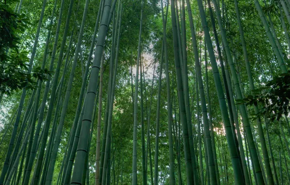 Forest, trunks, bamboo, bamboo