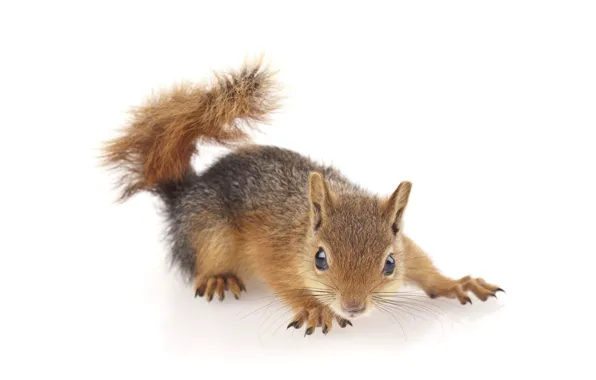 Animal, beauty, white background, beauty, animal, rodent, rodent, white background